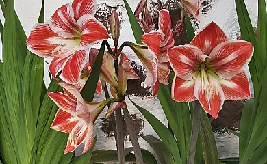 Finca Paraíso en San Cristobal de la Laguna (Santa Cruz de Tenerife) - Foto 6