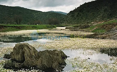 La Cerquilla del Médico en Navalpino (Ciudad Real) - Foto 18