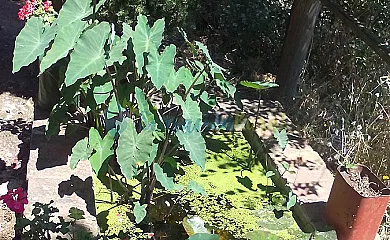 Turismo Rural El Berrocal en Cazalla de la Sierra (Sevilla) - Foto 17