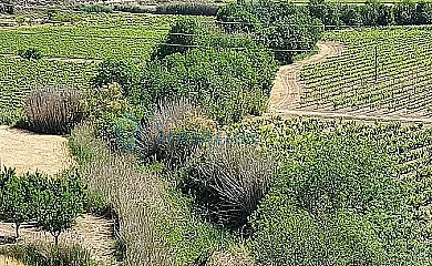 La Festa dels Sentits en Sant Marti De Malda (Lleida) - Foto 13