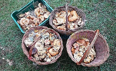 Casas Rurales Puente del Segura en Elche de la Sierra (Albacete) - Foto 21