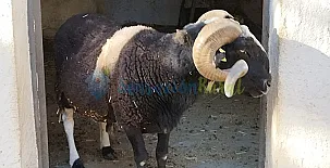 Granja las Callejuelas 006