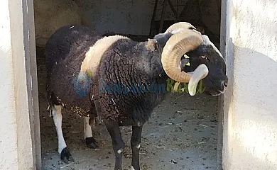 Granja las Callejuelas en Casla (Segovia) - Foto 5