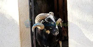 Granja las Callejuelas 008