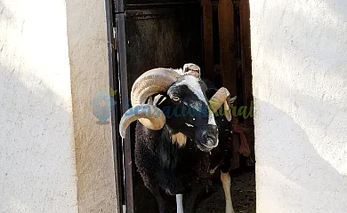 Granja las Callejuelas en Casla (Segovia) - Foto 7