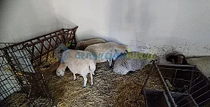 Granja las Callejuelas 009