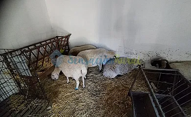 Granja las Callejuelas en Casla (Segovia) - Foto 8