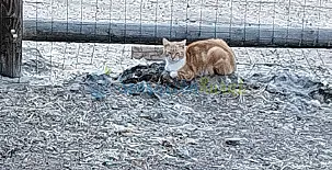 Granja las Callejuelas 0010