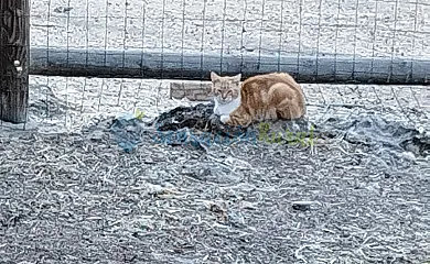Granja las Callejuelas en Casla (Segovia) - Foto 9
