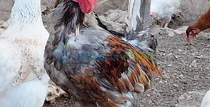 Granja las Callejuelas 0011