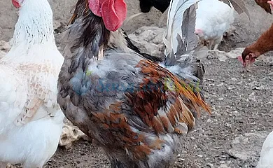 Granja las Callejuelas en Casla (Segovia) - Foto 11