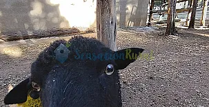 Granja las Callejuelas 0012