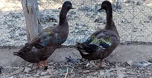 Granja las Callejuelas 0013