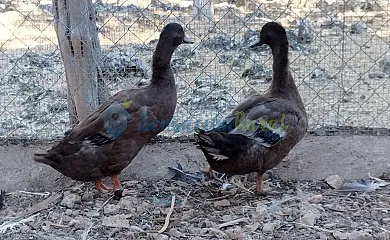 Granja las Callejuelas en Casla (Segovia) - Foto 13