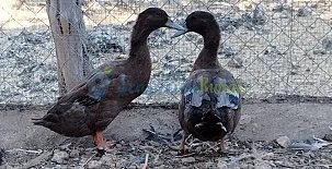 Granja las Callejuelas 0014