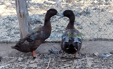 Granja las Callejuelas en Casla (Segovia) - Foto 14