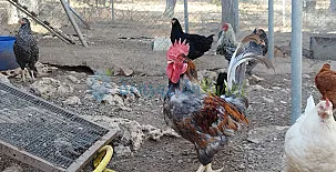 Granja las Callejuelas 0015