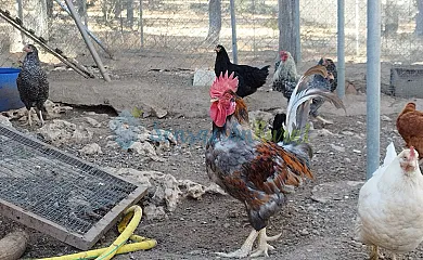 Granja las Callejuelas en Casla (Segovia) - Foto 15
