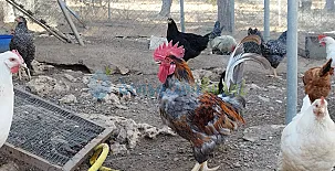 Granja las Callejuelas 0016