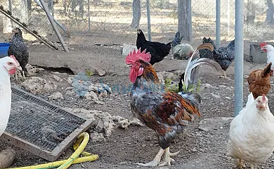 Granja las Callejuelas en Casla (Segovia) - Foto 16