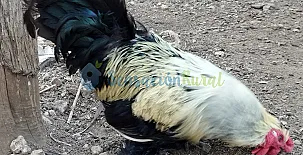 Granja las Callejuelas 0017