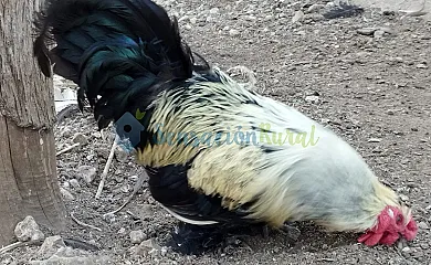 Granja las Callejuelas en Casla (Segovia) - Foto 17