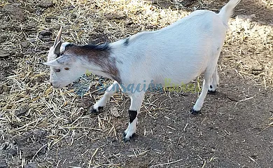 Granja las Callejuelas en Casla (Segovia) - Foto 18