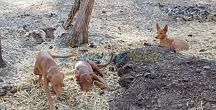 Granja las Callejuelas 0019