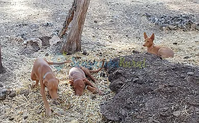 Granja las Callejuelas en Casla (Segovia) - Foto 19