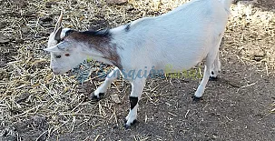 Granja las Callejuelas 0020