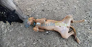 Granja las Callejuelas 0022