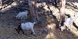 Granja las Callejuelas 0023