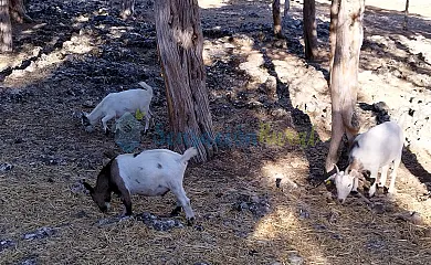 Granja las Callejuelas en Casla (Segovia) - Foto 23