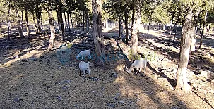 Granja las Callejuelas 0026