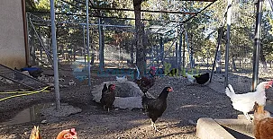 Granja las Callejuelas 005