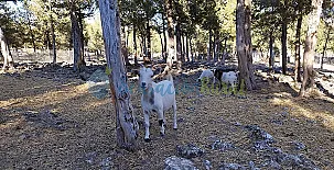 Granja las Callejuelas 0033