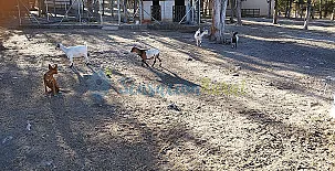 Granja las Callejuelas 0034