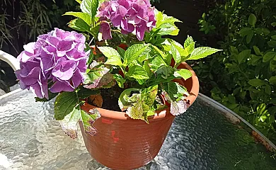 Illumbe-Goikoa en Usurbil (Guipuzcoa) - Foto 8