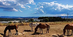 La Cria de Caldes 0011