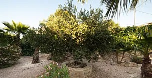 Cinco Soles Rural 005