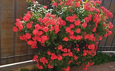 La Casa de las Nereidas en Arcas (Cuenca) - Foto 6