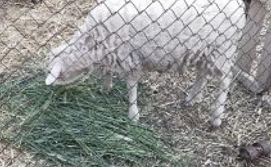 Casa Abuela Simona en Vega De Santa María (Ávila) - Foto 10