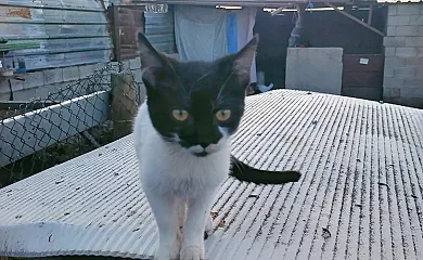 Casa Abuela Simona en Vega De Santa María (Ávila) - Foto 15