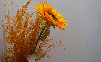 Las Calendas de Atapuerca en Castrillo Del Val (Burgos) - Foto 7