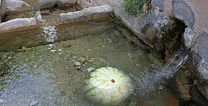 El Moliner del Governador 009