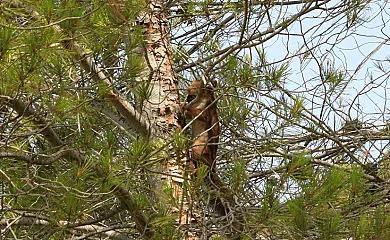 El Moliner del Governador en Guadalest (Alicante) - Foto 22