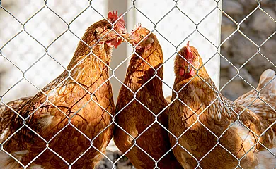 El Moliner del Governador en Guadalest (Alicante) - Foto 17