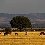 Alojamientos el Chorro 001