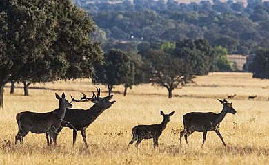 Alojamientos el Chorro en Navalucillos (Toledo) - Foto 8