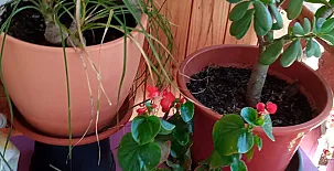 La Casa Mágica de Gredos 0059